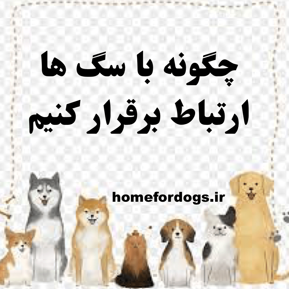 چگونه با سگ ها ارتباط برقرار کنیم