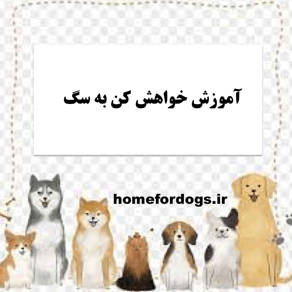 آموزش خواهش کن به سگ