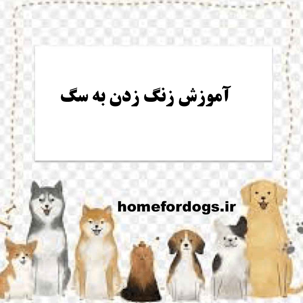 آموزش زنگ زدن به سگ