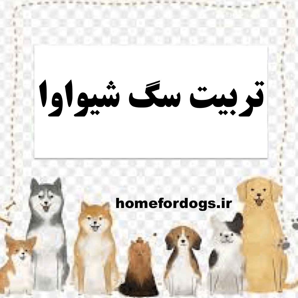 تربیت سگ شیواوا