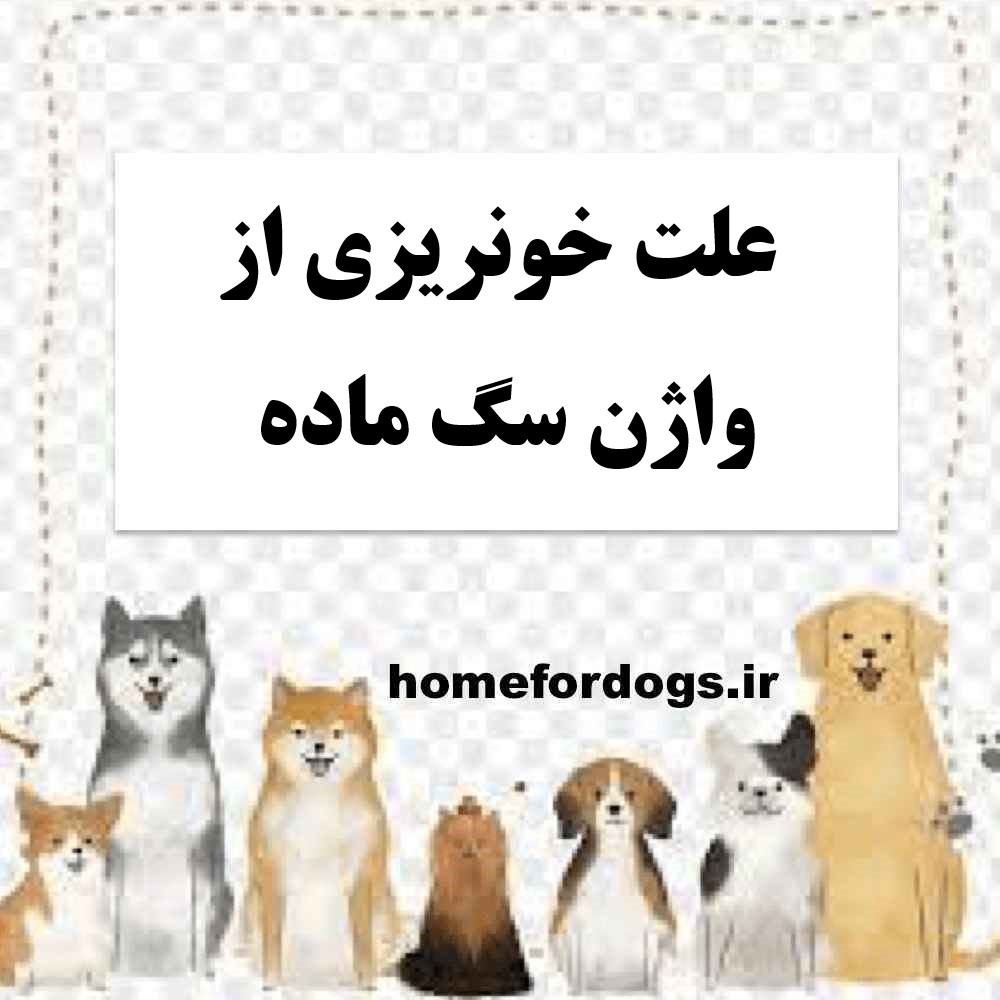 علت خونریزی از واژن سگ ماده