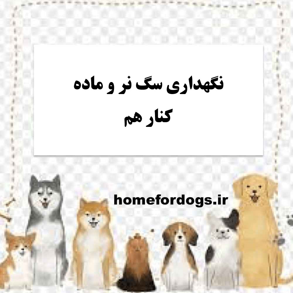 نگهداری سگ نر و ماده کنار هم