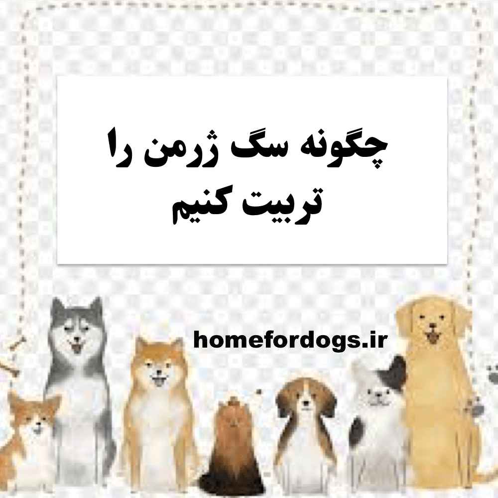 چگونه سگ ژرمن را تربیت کنیم