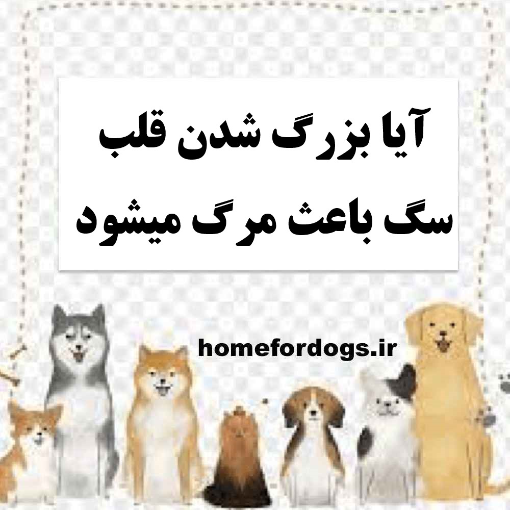آیا بزرگ شدن قلب سگ باعث مرگ میشود