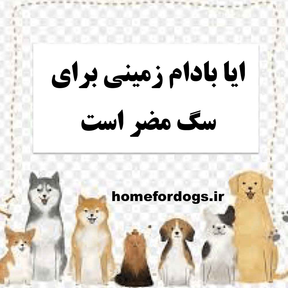 ایا بادام زمینی برای سگ مضر است
