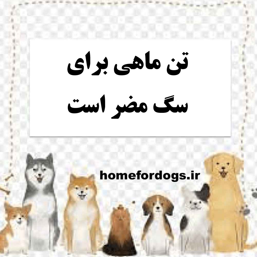 تن ماهی برای سگ مضر است