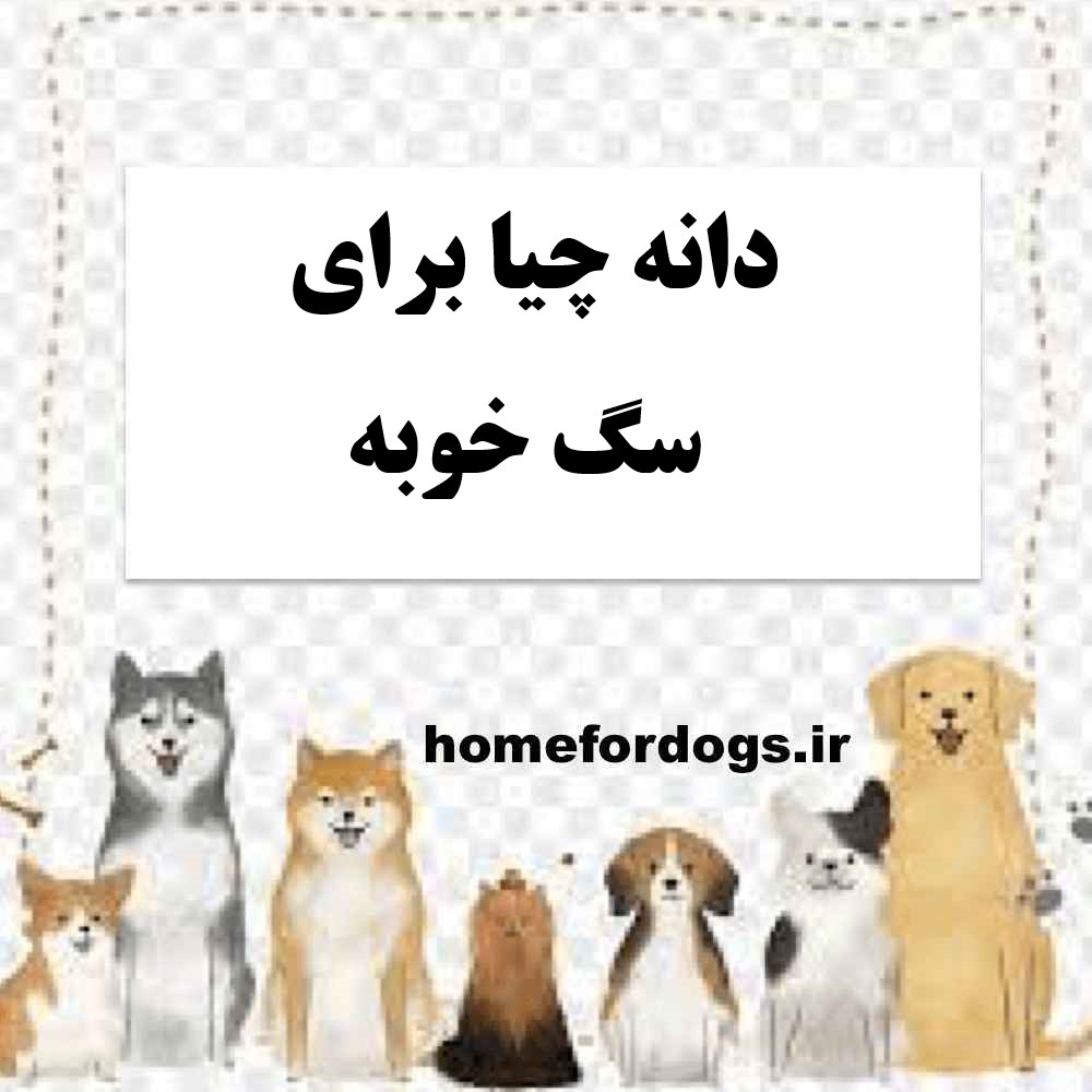 دانه چیا برای سگ خوبه