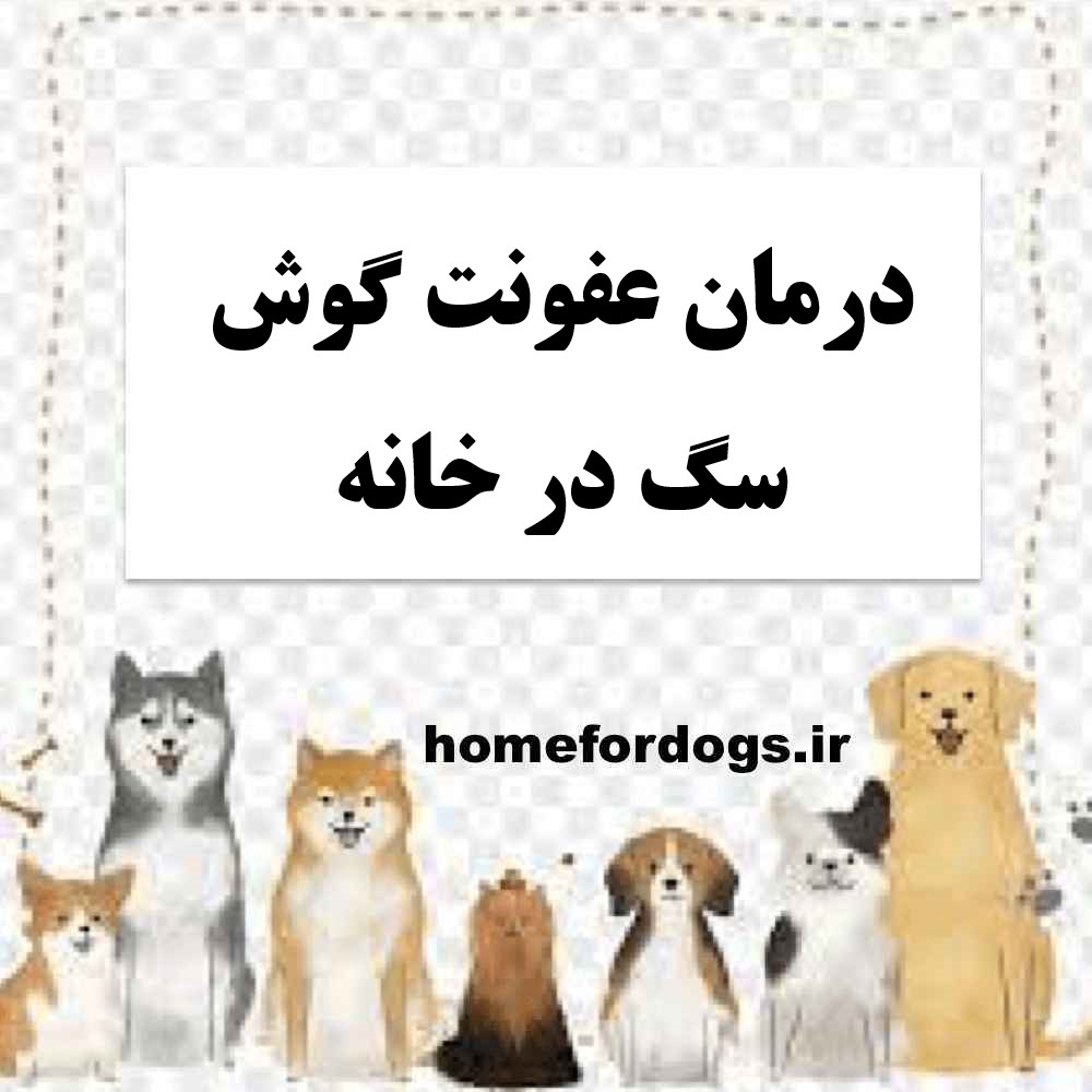 درمان عفونت گوش سگ در خانه