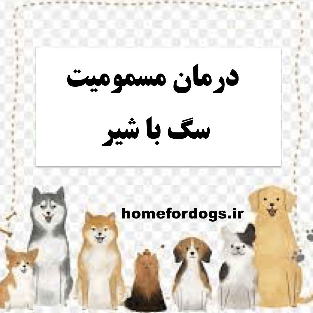 درمان مسمومیت سگ با شیر