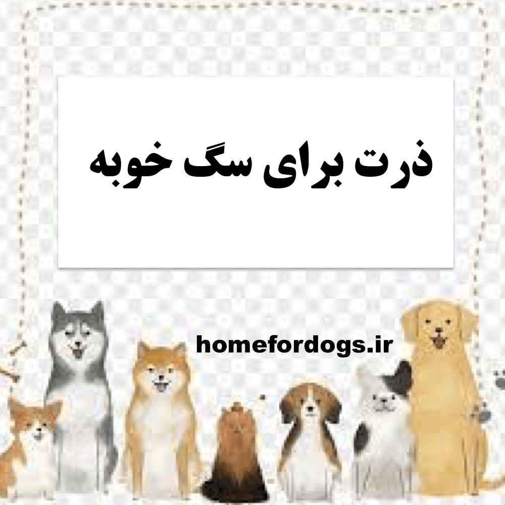 ذرت برای سگ خوبه