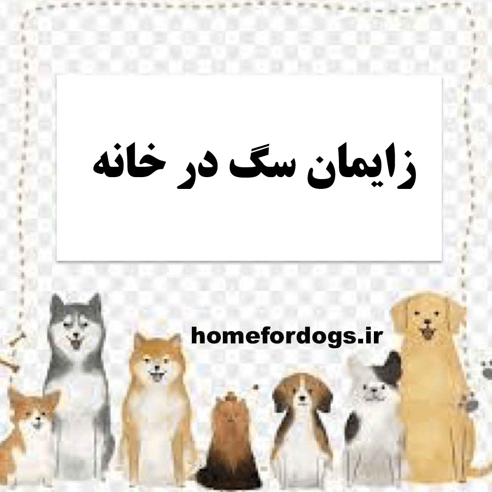 زایمان سگ در خانه