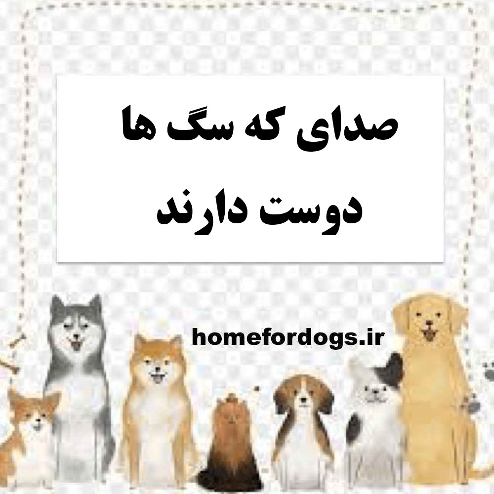 صدای که سگ ها دوست دارند