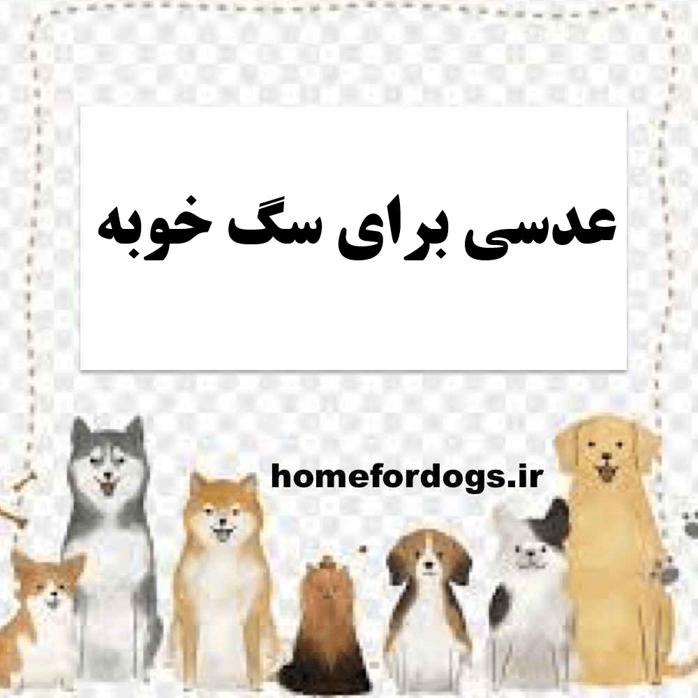 عدسی برای سگ خوبه