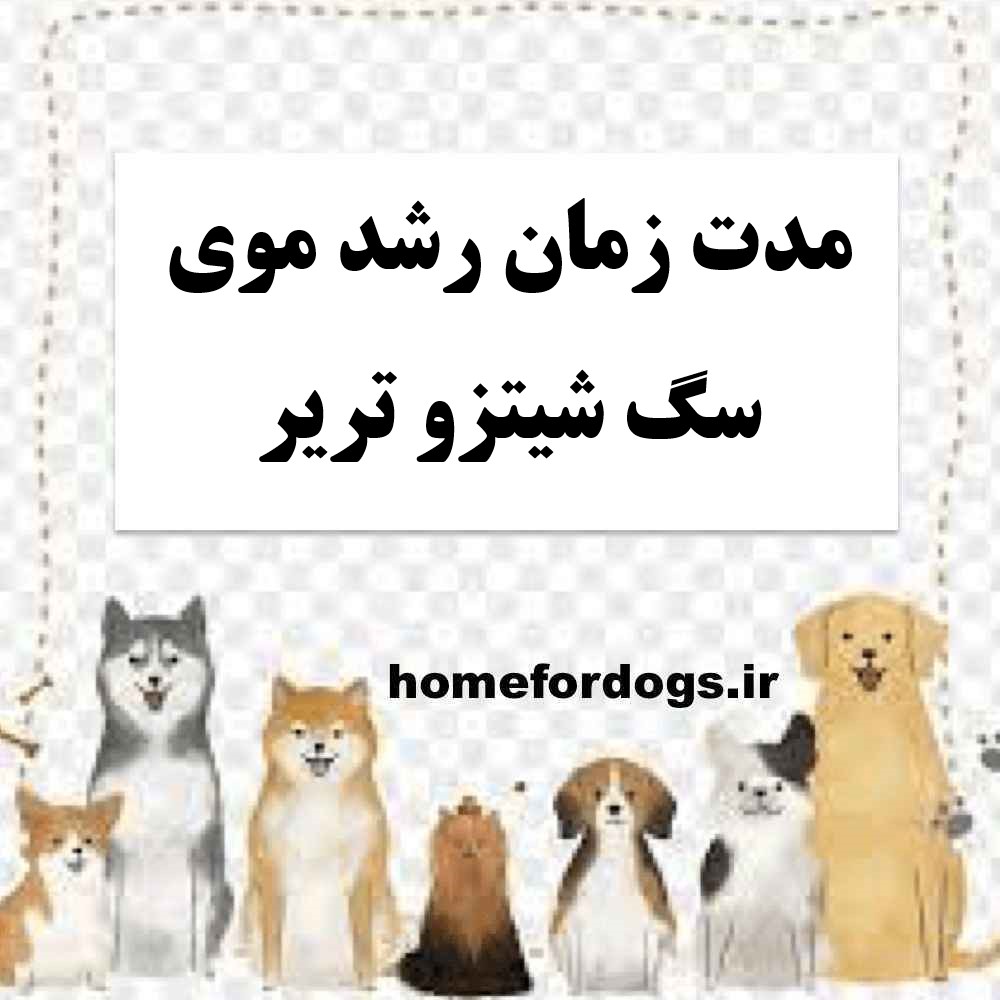 مدت زمان رشد موی سگ شیتزو تریر