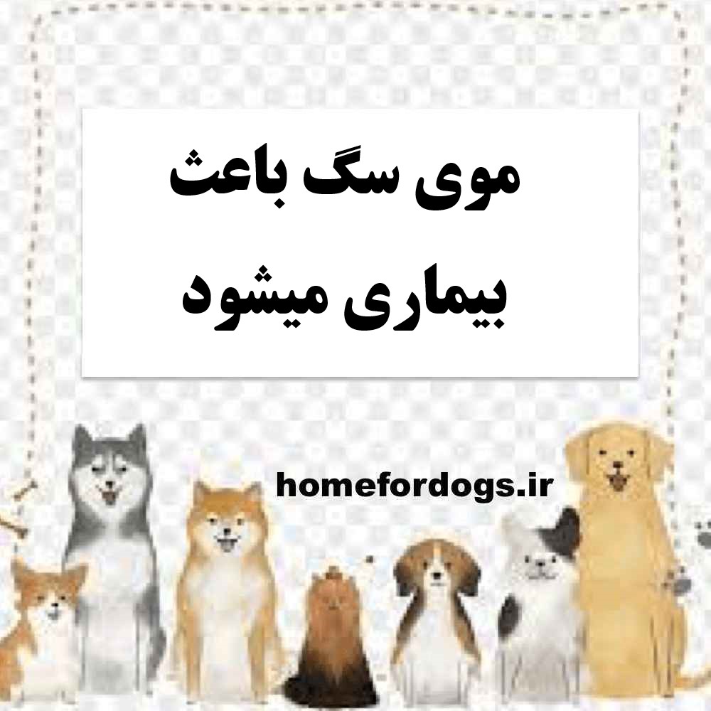 موی سگ باعث بیماری میشود