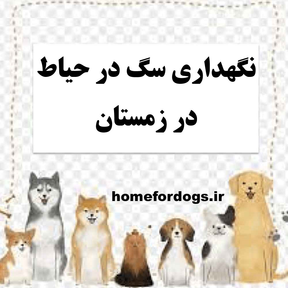 نگهداری سگ در حیاط در زمستان