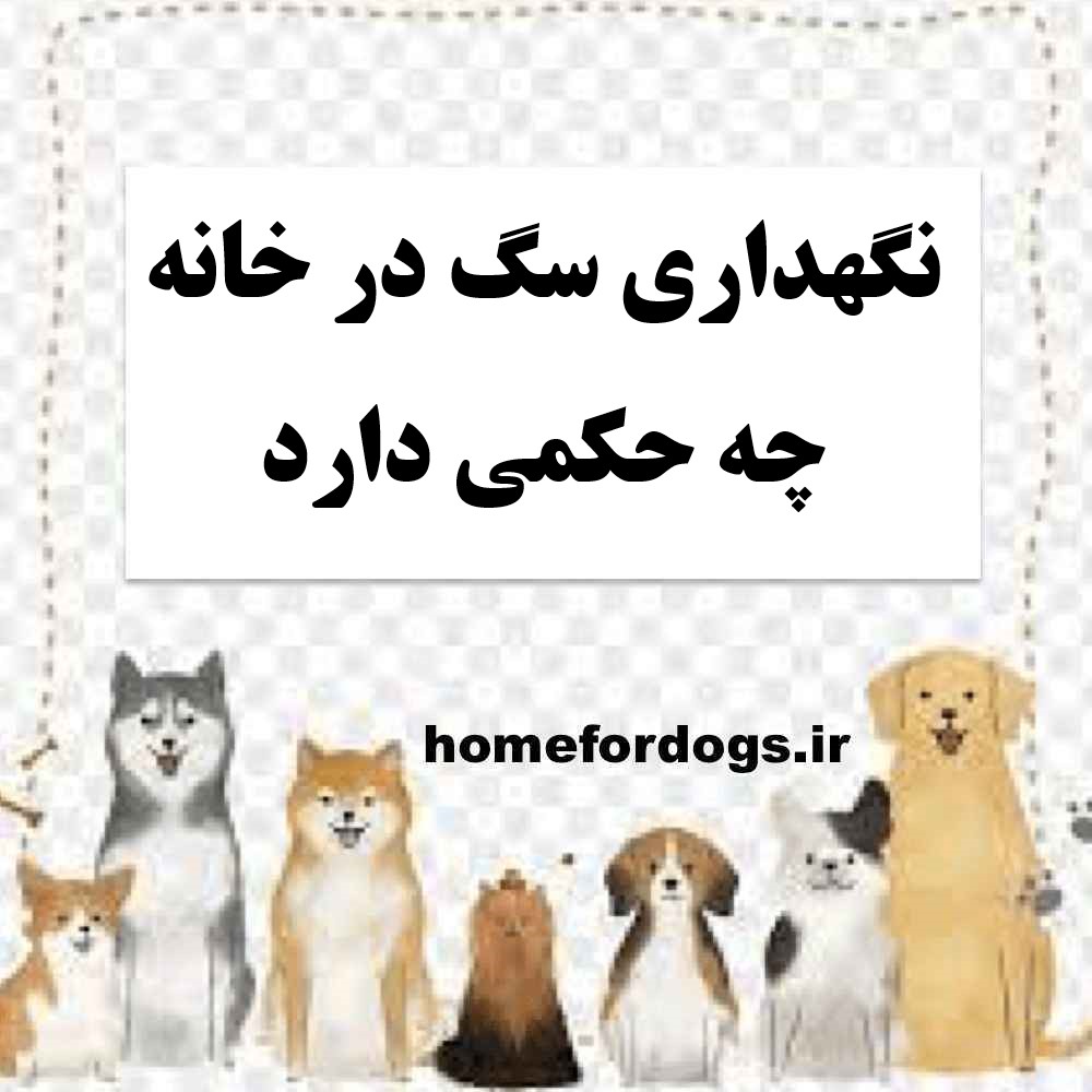 نگهداری سگ در خانه چه حکمی دارد