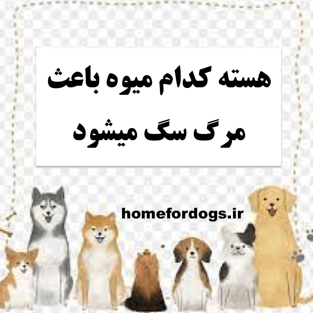 هسته کدام میوه باعث مرگ سگ میشود