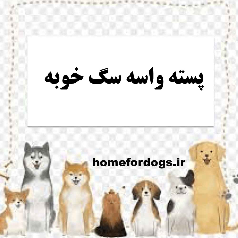 پسته واسه سگ خوبه