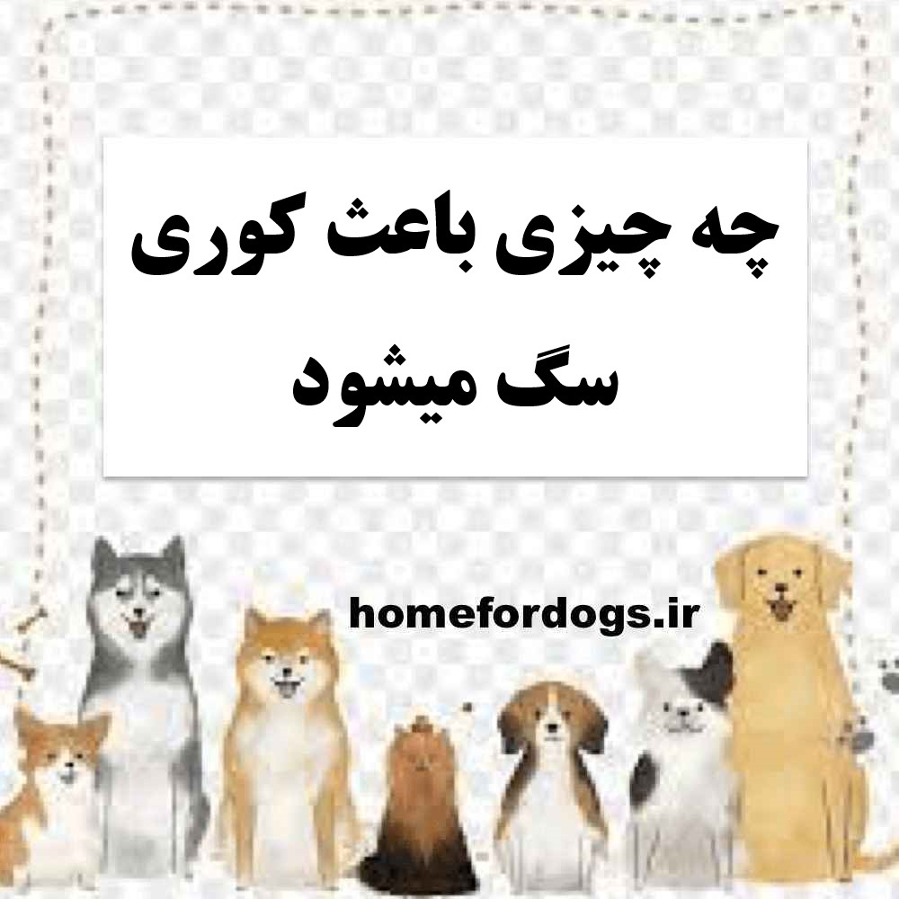 چه چیزی باعث کوری سگ میشود