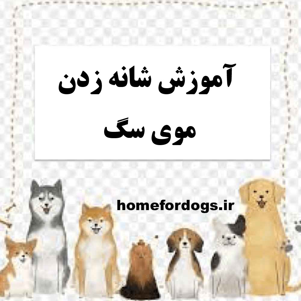 آموزش شانه زدن موی سگ