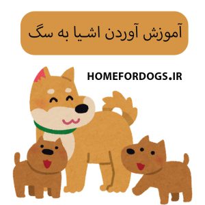 آموزش آوردن اشیا به سگ