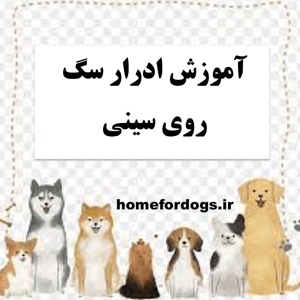آموزش ادرار سگ روی سینی