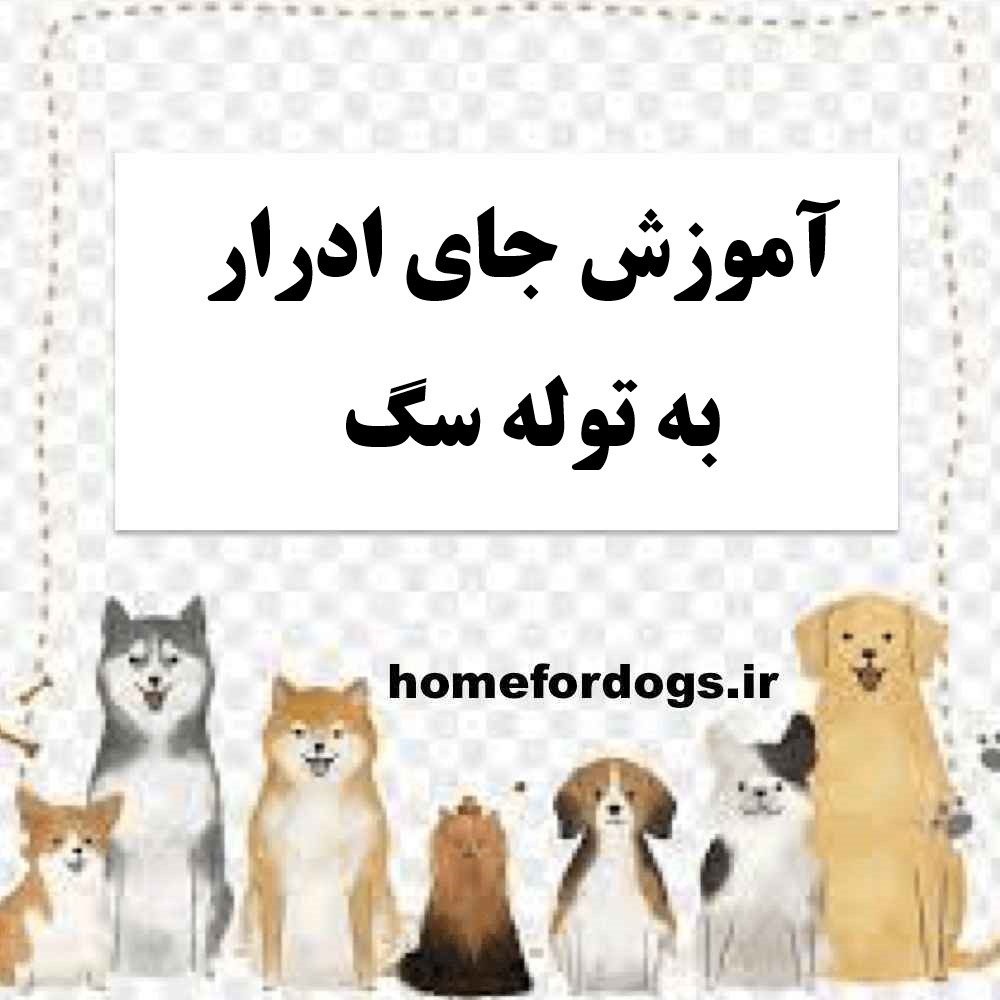 آموزش جای ادرار به توله سگ