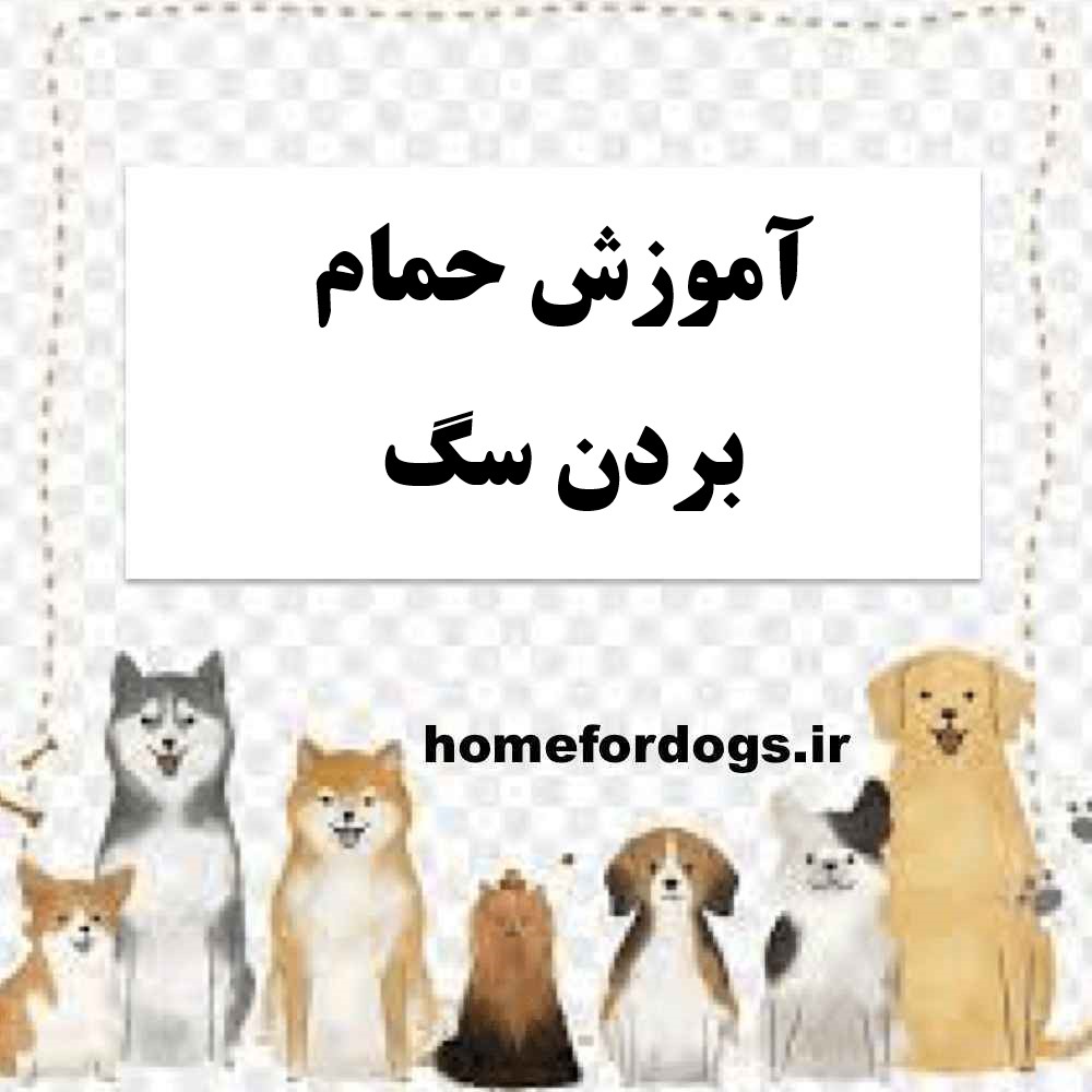 آموزش حمام بردن سگ