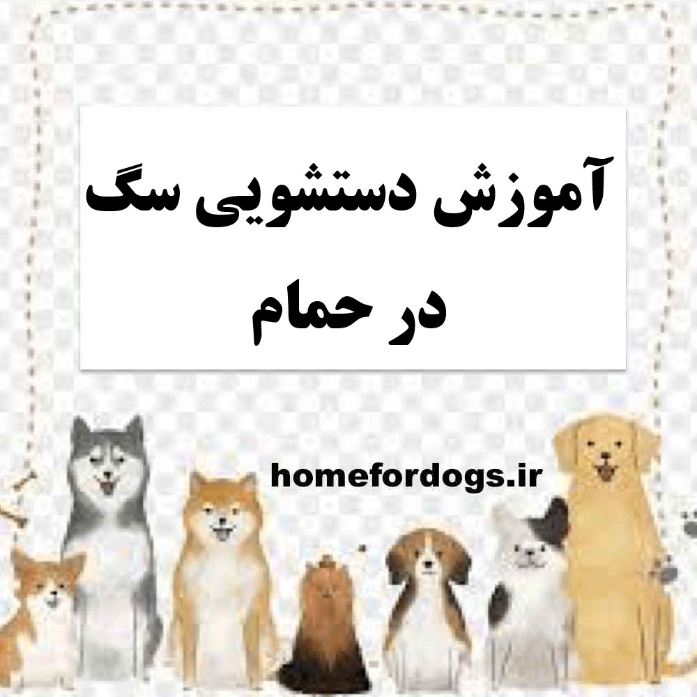 آموزش دستشویی سگ در حمام