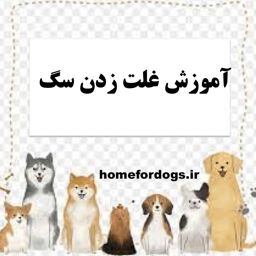 آموزش غلت زدن سگ