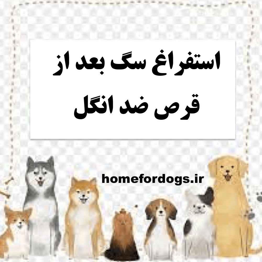 استفراغ سگ بعد از قرص ضد انگل