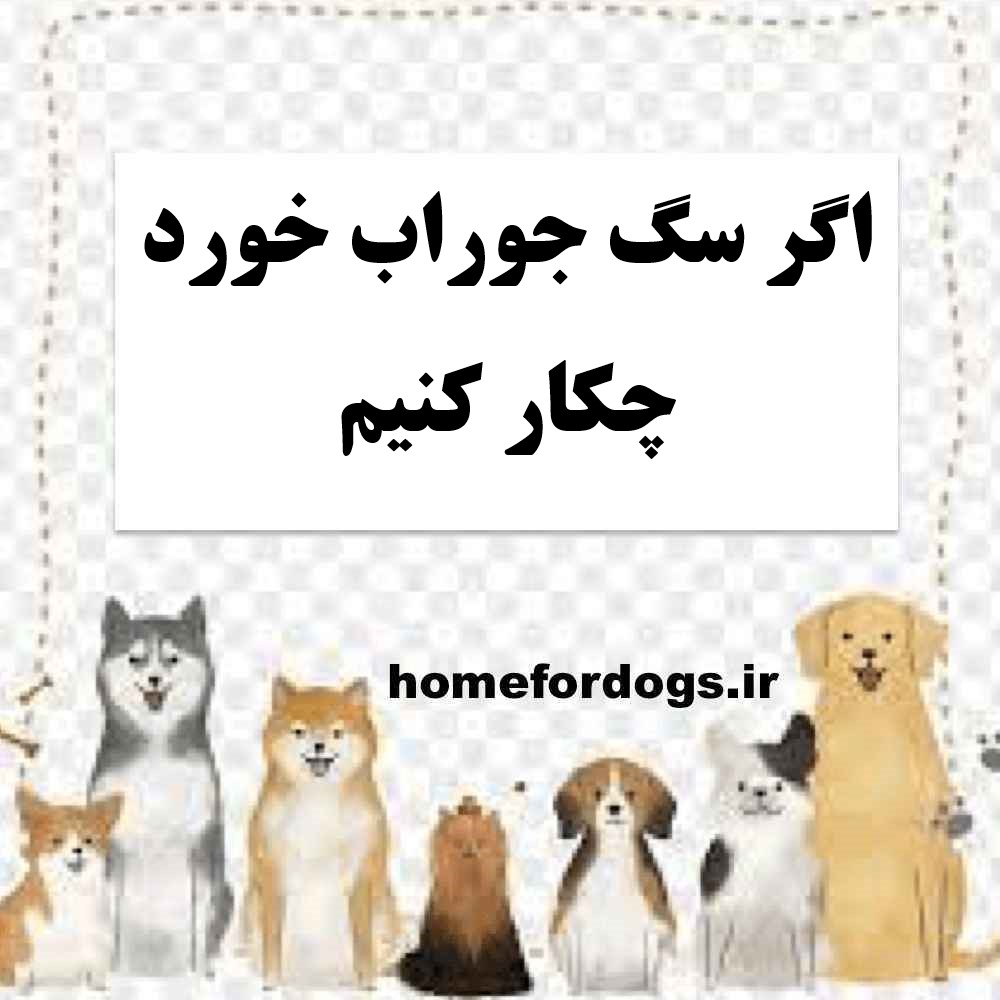 اگر سگ جوراب خورد چکار کنیم