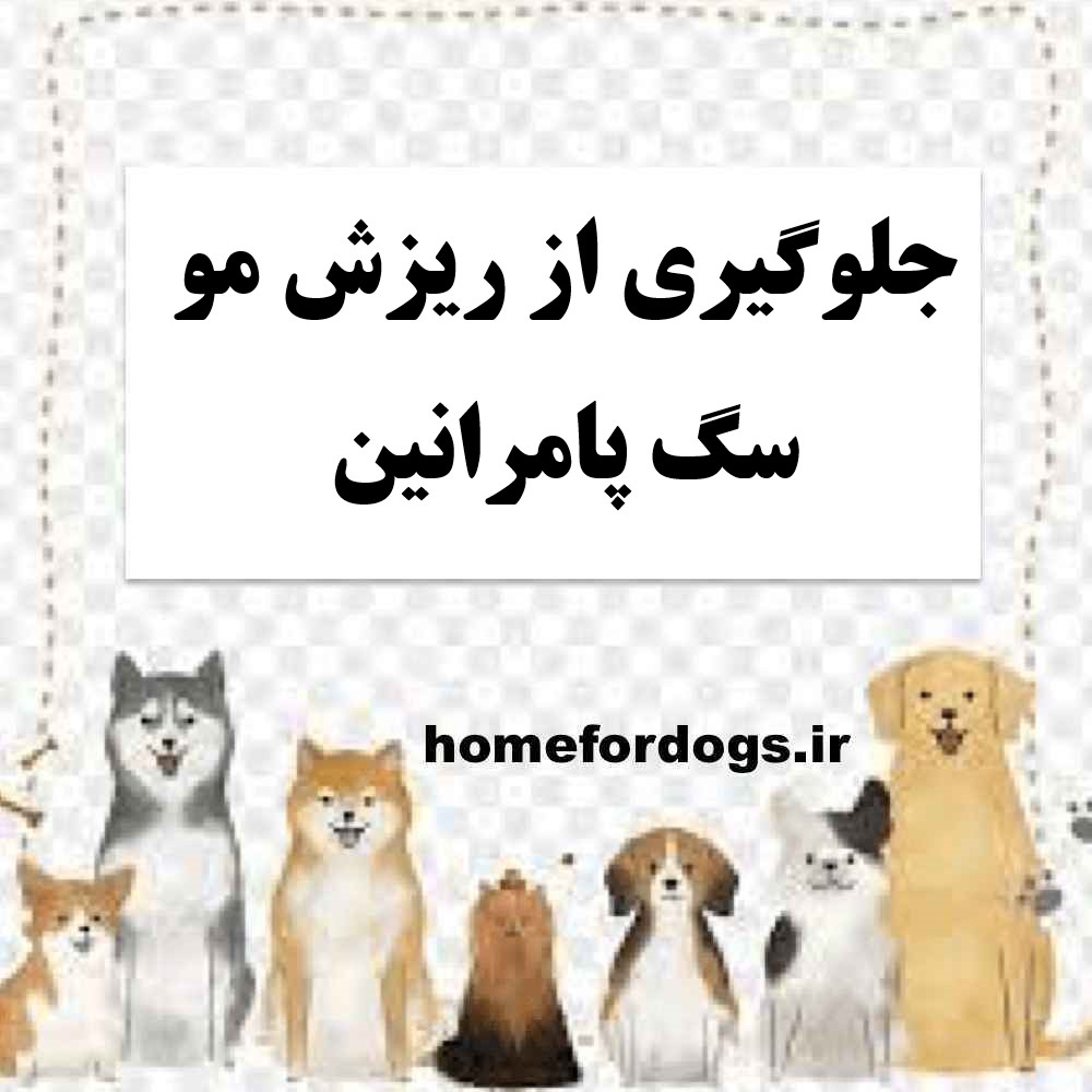 جلوگیری از ریزش مو سگ پامرانین