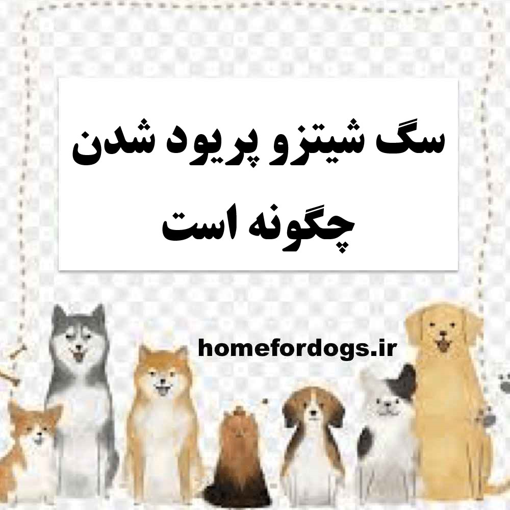 سگ شیتزو پریود شدن چگونه است
