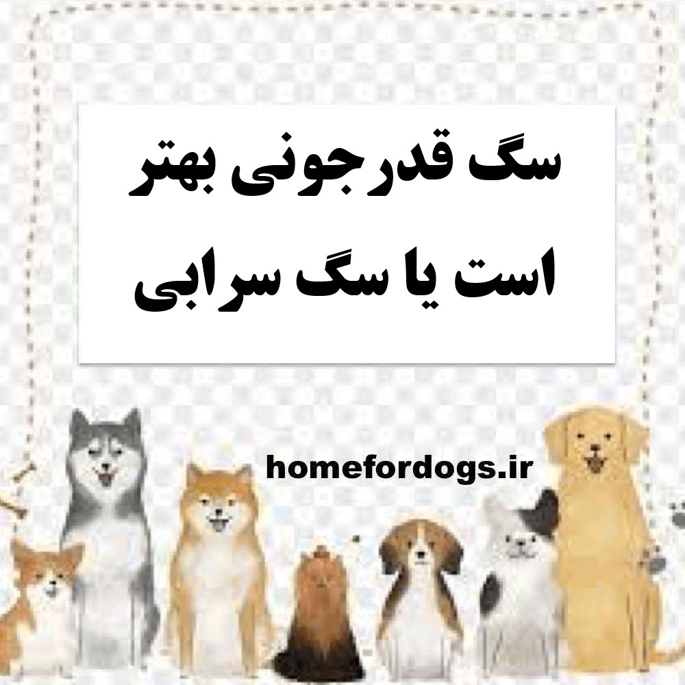 سگ قدرجونی بهتر است یا سگ سرابی