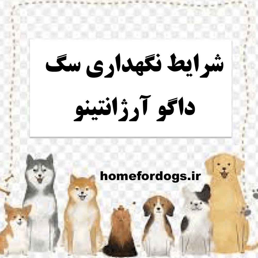 شرایط نگهداری سگ داگو آرژانتینو
