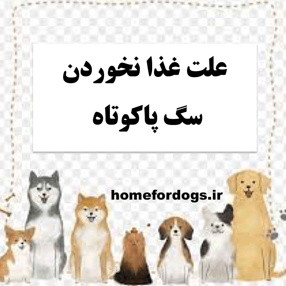 علت غذا نخوردن سگ پاکوتاه