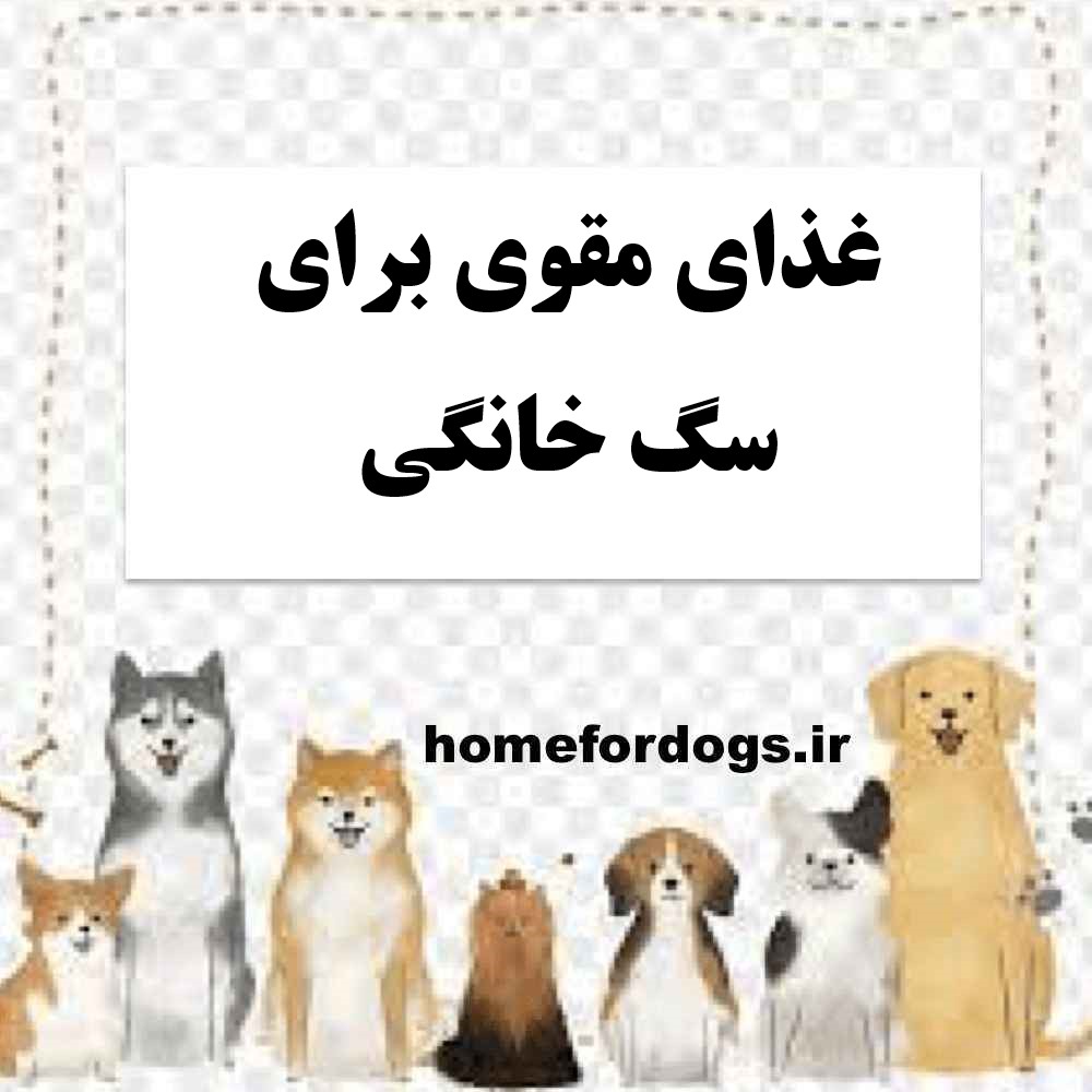 غذای مقوی برای سگ خانگی