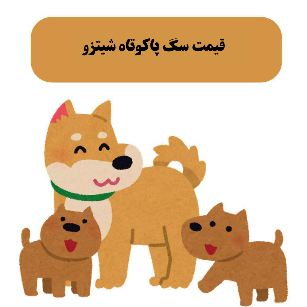 قیمت سگ پاکوتاه شیتزو