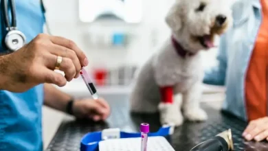 آزمایش بیوشیمی سگ