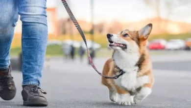 آموزش پیاده روی با سگ