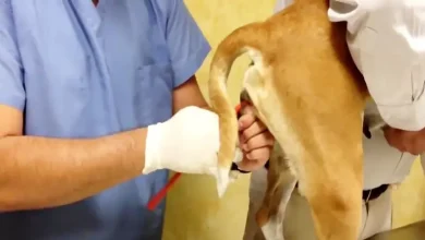 اسپرم سگ چه رنگی است