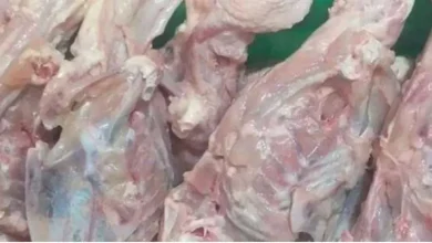 اسکلت مرغ برای سگ