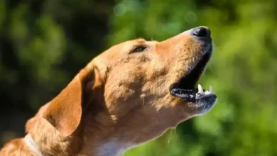 ایا زوزه کشیدن سگ بد است