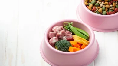 بهترین غذا برای درشت شدن سگ ژرمن