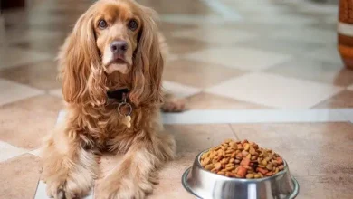 بهترین غذا برای رشد قد سگ