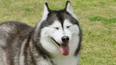 خنده سگ چگونه است