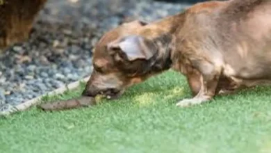 خوردن مدفوع سگ توسط کودک