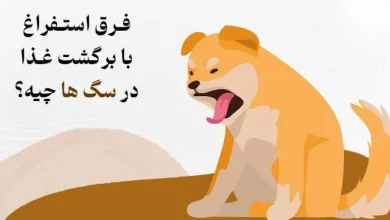 درمان بالا اوردن کف سفید در سگ